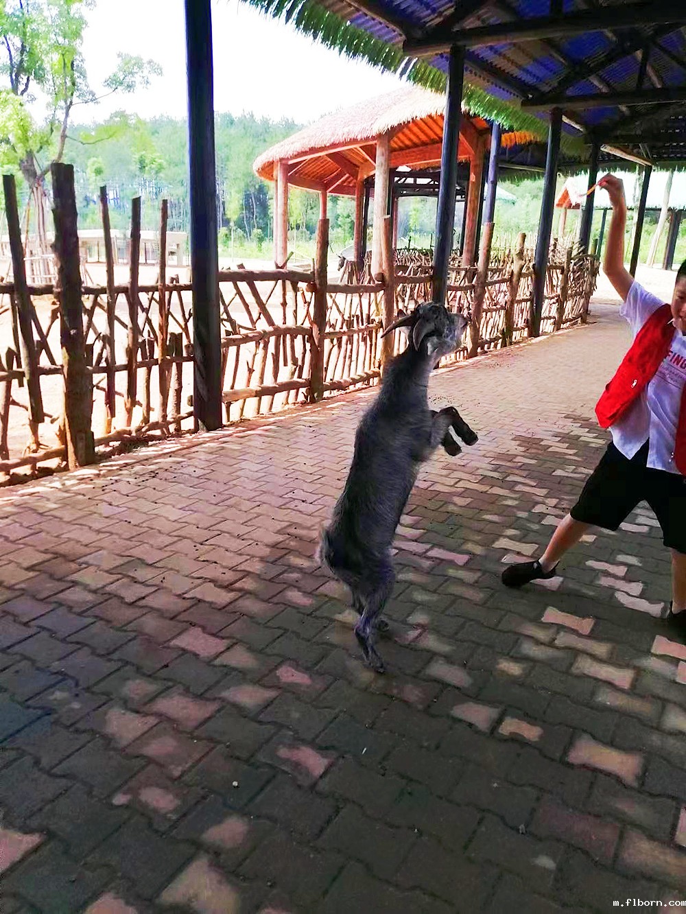 1690986748172357.jpg 3.jpg